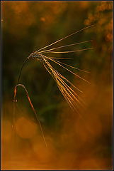 photo "***"