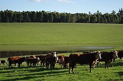 photo "Green pastures"