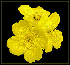 photo "***"