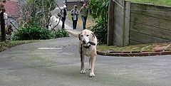 фото "I've had my walk now."