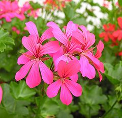 photo "My Balcony's Beauty"