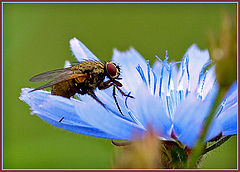 photo "breakfast on blue"