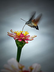 фото "Macroglossum stellatarum - molia colibri"