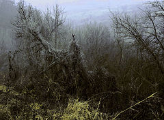 photo "***"