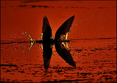 photo "* * *"