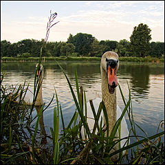 photo "***"