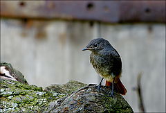 photo "Phoenicurus ochruros"