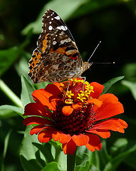 фото "Vanessa cardui"