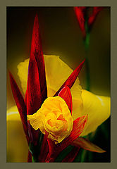 фото "Cleopatra"