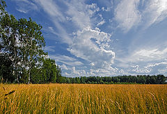 фото "Русское поле"