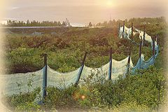 фото "Сети расставлены"