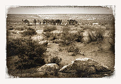 photo "Sahara. Dromedarius"