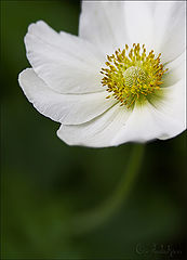 фото "anemone"