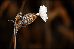 photo "***"