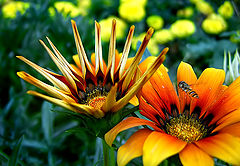 photo "one moment in nature"