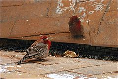 photo "House Finch"