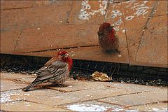 фото "Мексиканская чечевица (House Finch)"