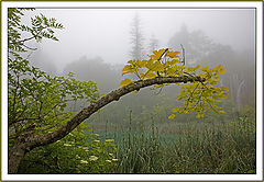 фото "Fog of lakes Plitvice"