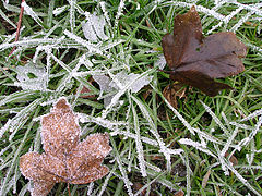 фото "hoarfrost & three landscape"