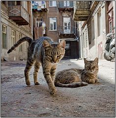 фото "Соперник"