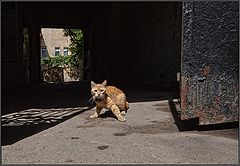 фото "Мой двор"