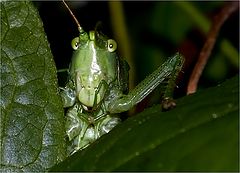 photo "Acrididae"