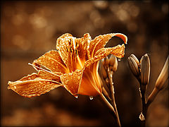 photo "***"