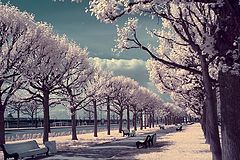 photo "***"