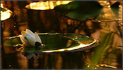 photo "***"