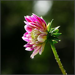 photo "***"