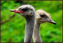 фото "nice pair"