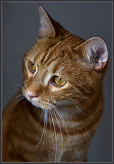 photo "***"