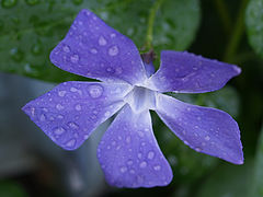 photo "Purple Beauty"
