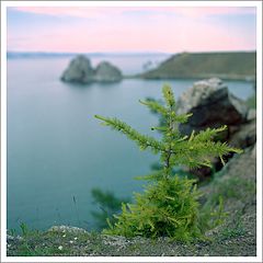 photo "Olkhon, Khuzhir, Young Larch"