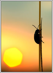 photo "***"