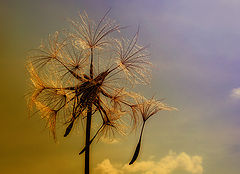photo "Tragopogon"