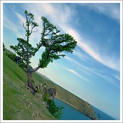photo "Olkhon, Khuzhir, The Tree"