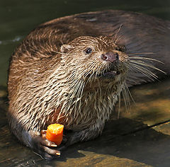 photo "Otter"