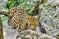 photo "Leopardess"
