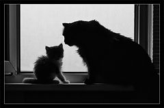 photo "Wisdom vs Youth"
