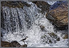 photo "***"