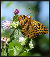 фото "Argynnis paphia"