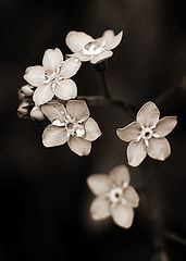 фото "***"