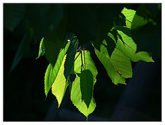 photo "Summer light"