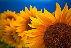 фото "suns"