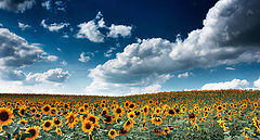 photo "Solar Sea"