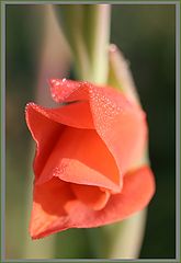 photo "Метаморфозы августа 2"