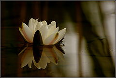 photo "***"