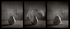photo "Cocoon"