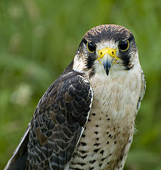photo "Falcon"